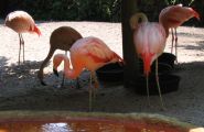 800px-Sunken_Gardens_Chilean_flamingoes